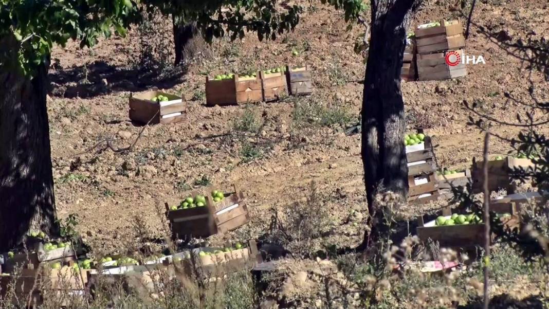 Aylarca depolarda bekletildi: Şimdi tezgahları süsleyecek! Ankara armudunun ilginç yolculuğu şaşırttı 2
